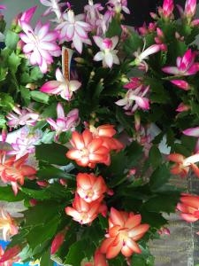 秋の素敵な贈り物・・|「宇田花店」　（滋賀県野洲市の花屋）のブログ